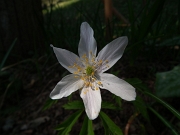 32 Anemoides nemorosa